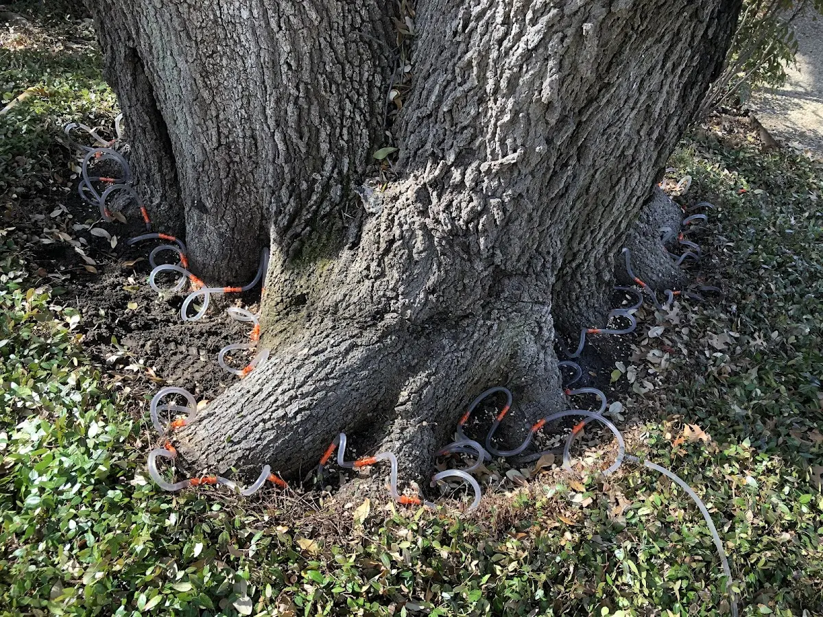 Detailed Tree Cabling and Bracing job site in Metairie