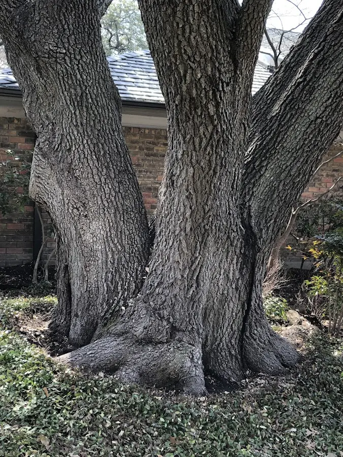 Mature heritage tree close to a Metairie property cared for by certified arborists